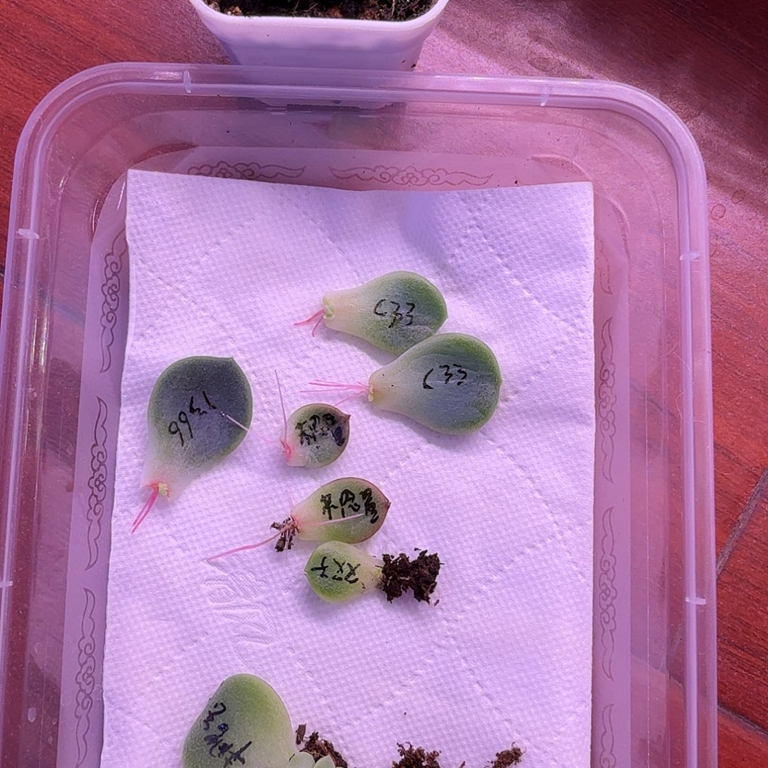 多肉植物叶片组合一物一拍