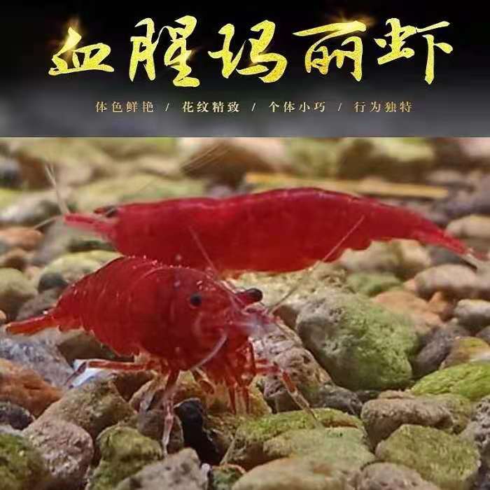 极火虾玛丽虾2-3cm特大号