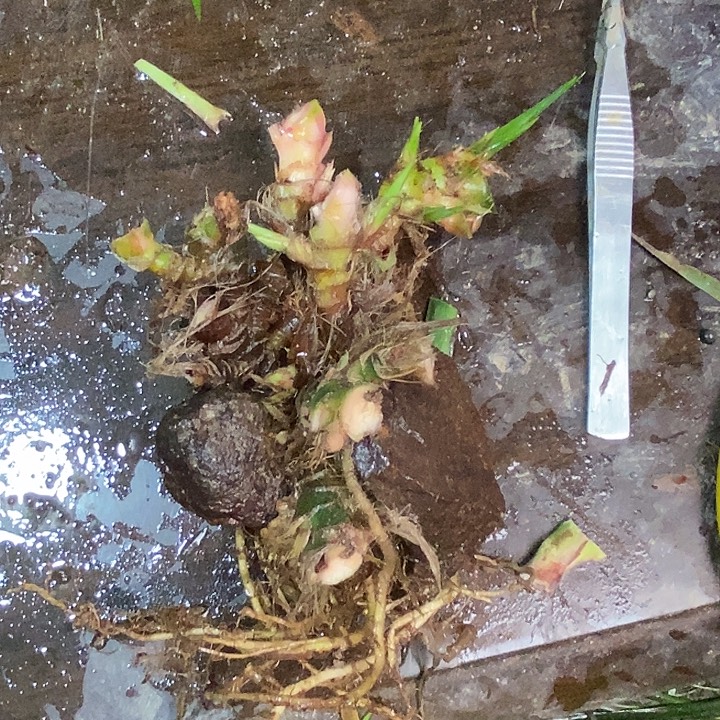 厚***山无花朵石菖蒲这就是所谓