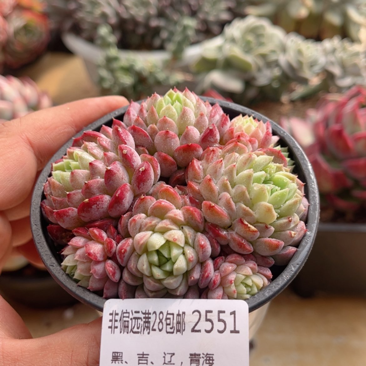 【闪购商品】2551羊脂球