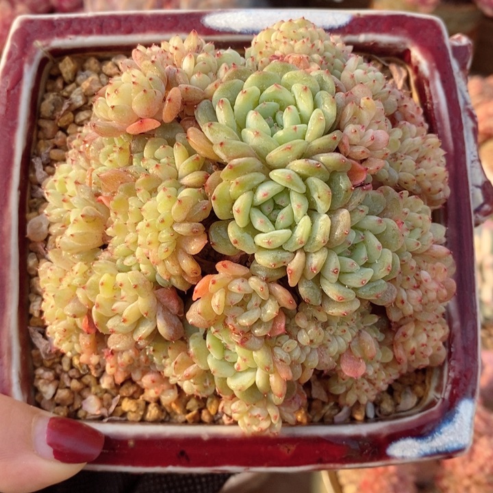 白胖子缀 h h j p 6666