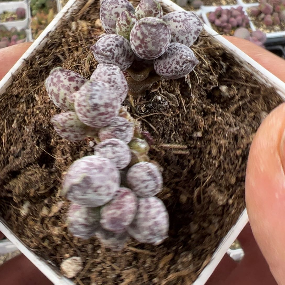 达摩海豹超大老桩多肉植物