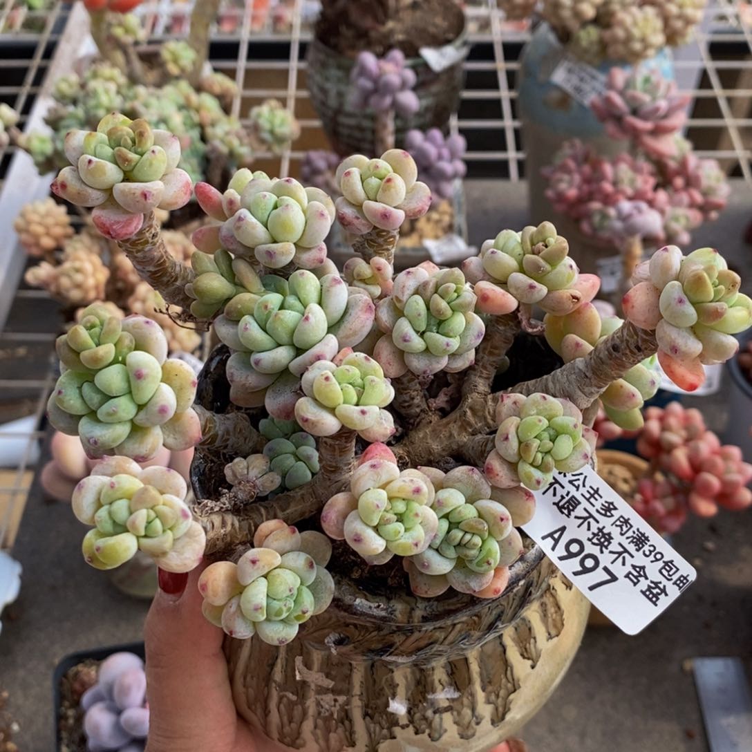 腰子罗琦997/12cm有砍