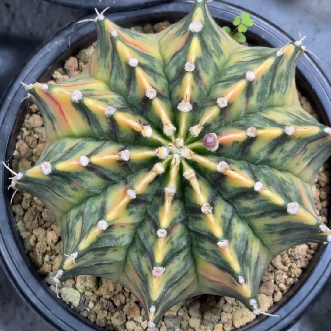 当前无花朵，栽培后可花朵斑马虎斑肋骨锦