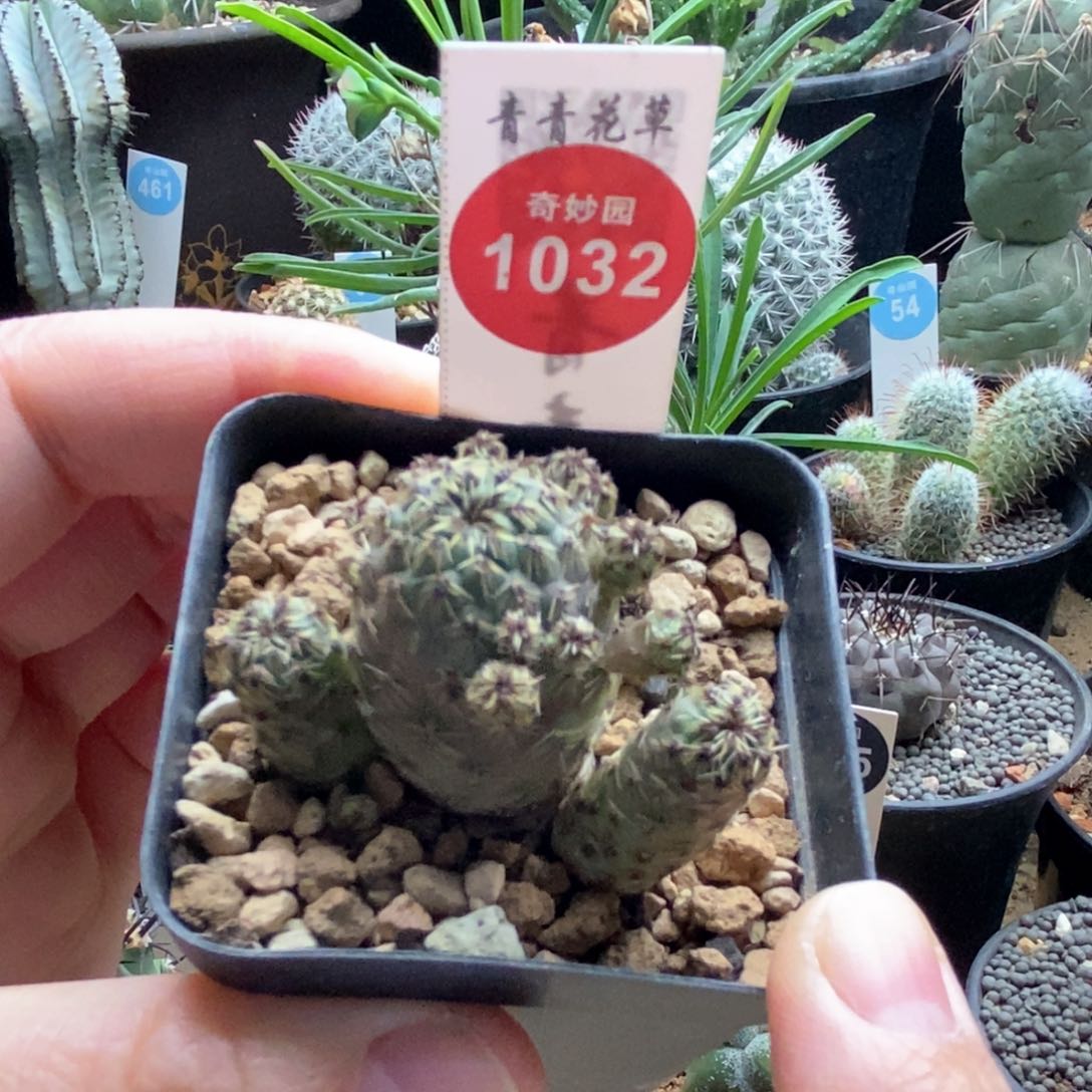 火焰宝山群一颗仙人球