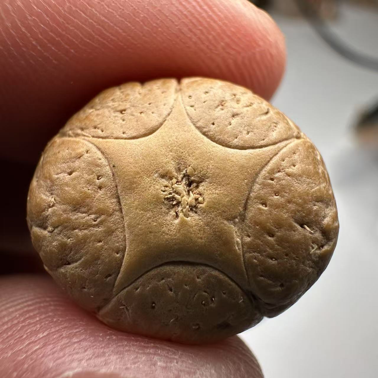 尼泊尔五星菩提，尺寸19，sss系列，货号85
