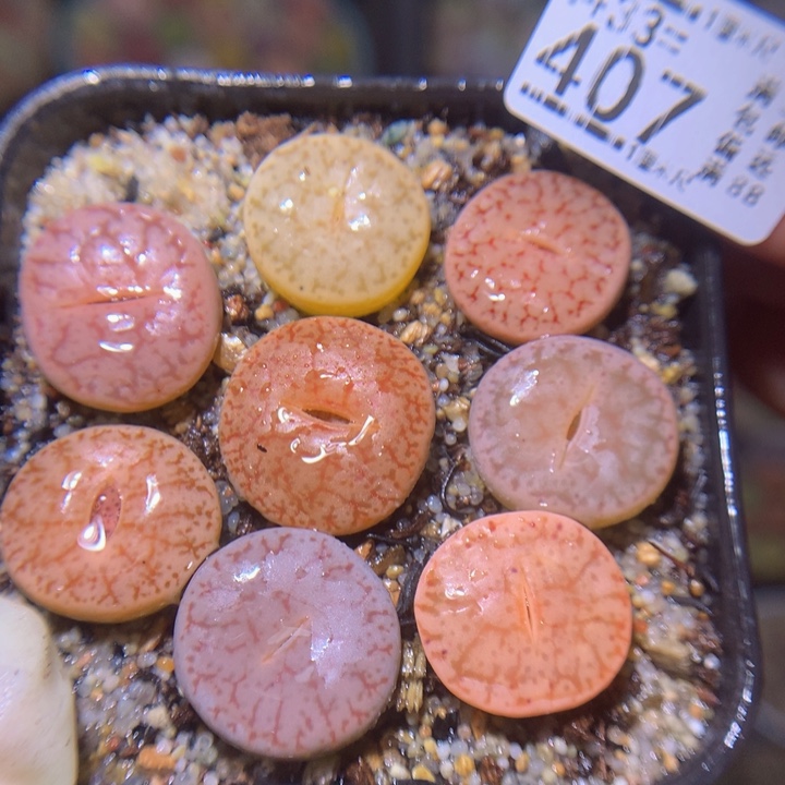 精品生石花33.407