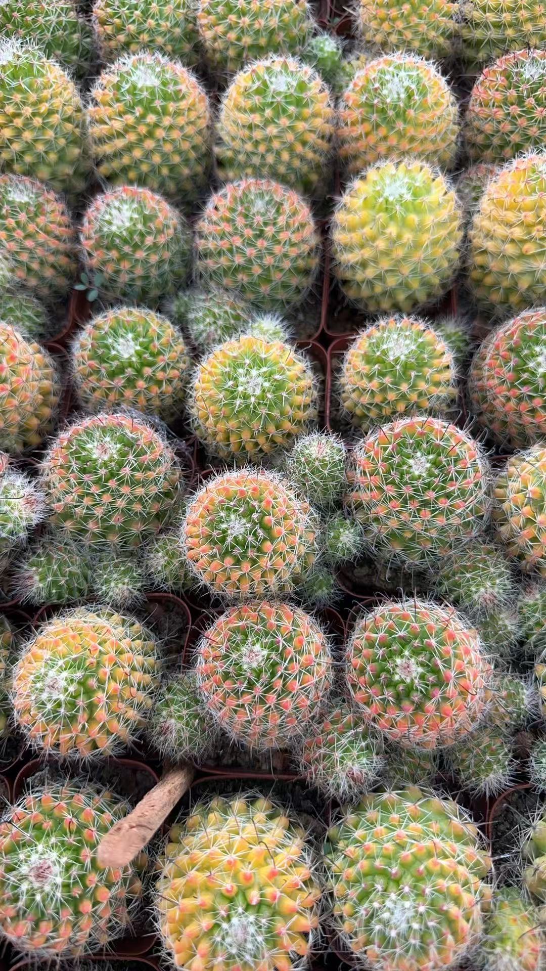 满十八包邮【三颗颗红娜丸仙人球】