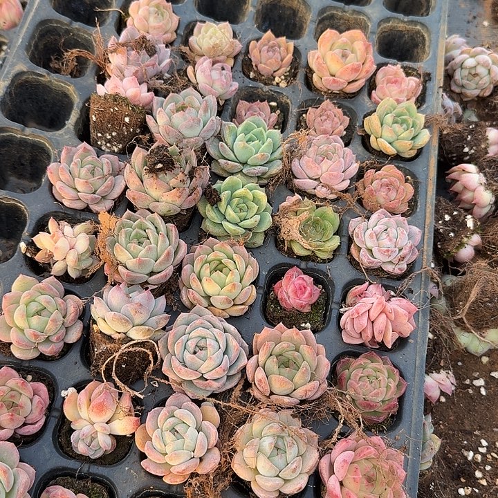 30-37侧门右一编号珍妮四十颗量拍发货