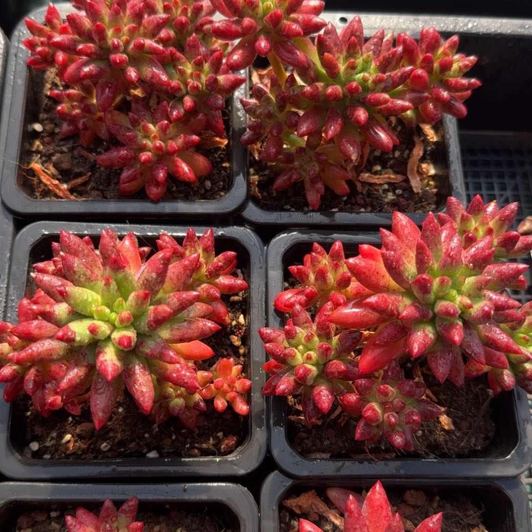 从前慢花园多肉编号1228-棕榈树