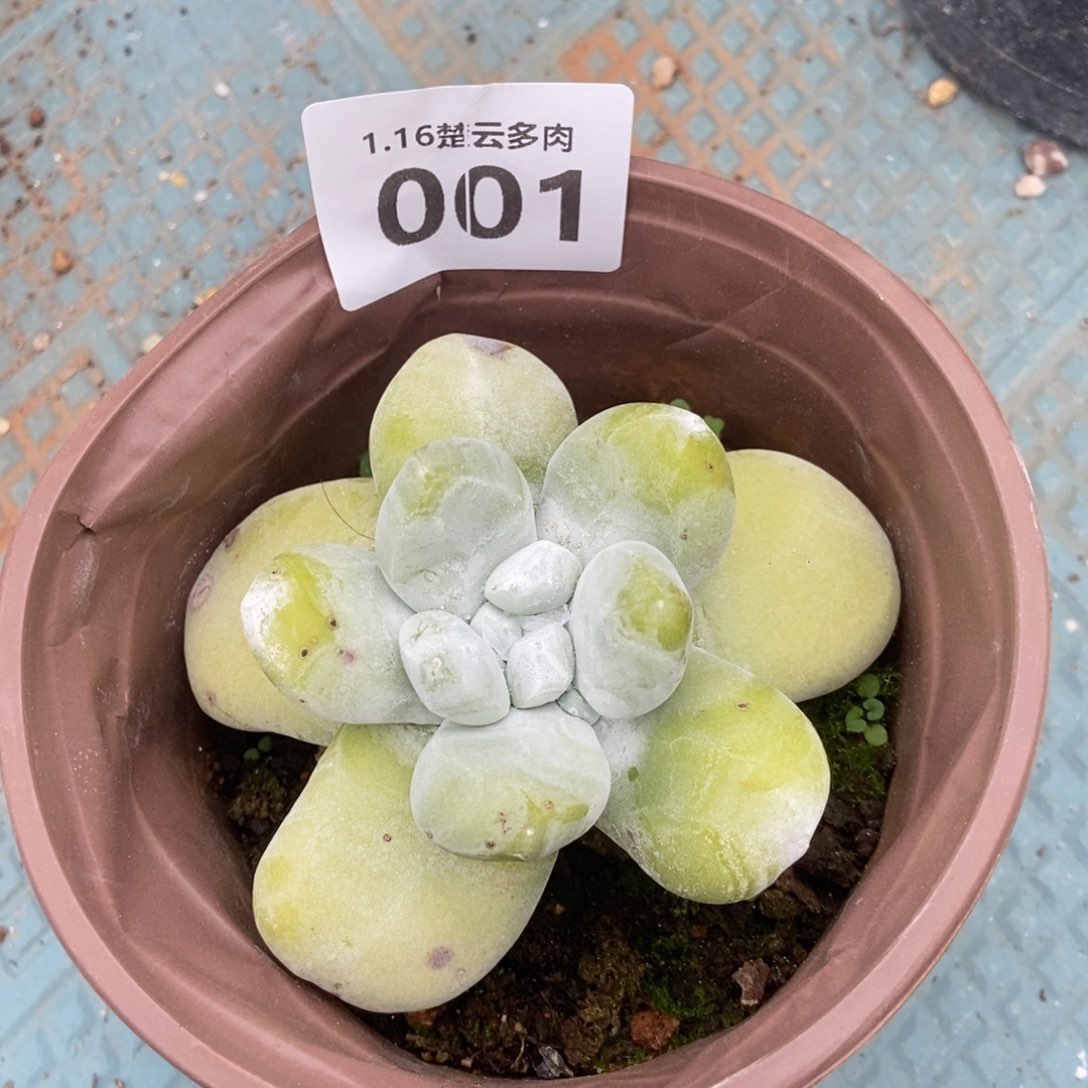 001丸叶拇指多肉植物