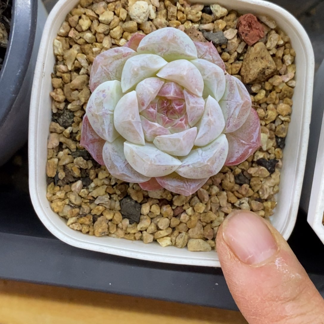 精品多肉一物一拍不包整19