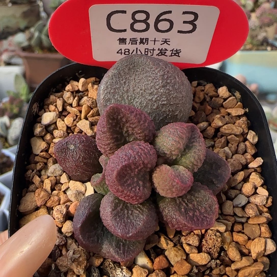 水蜜桃一物一拍。863 