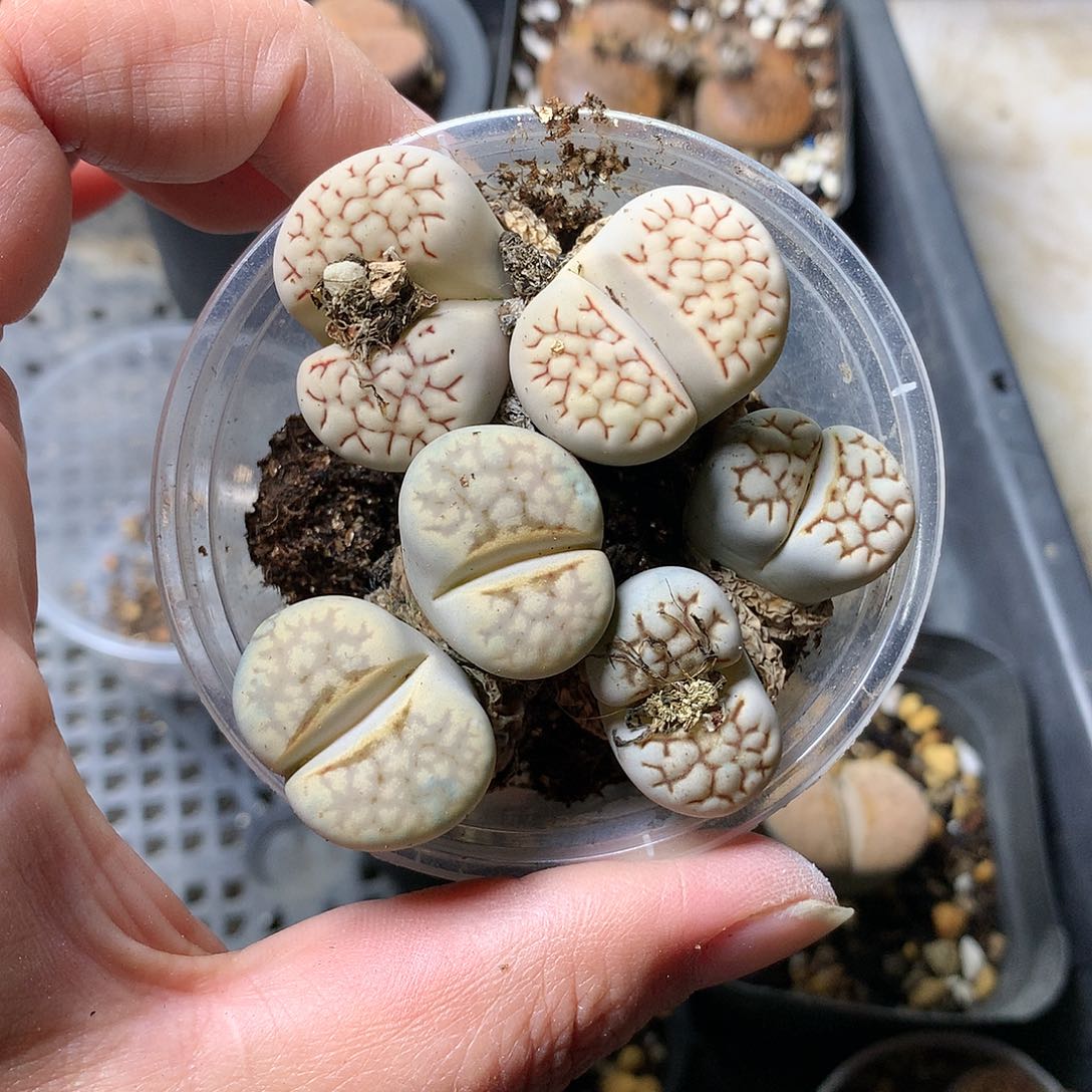 E438多肉植物保护