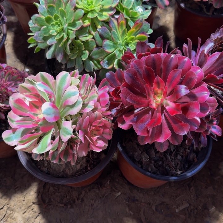 美杜莎➕粉女巫9.9