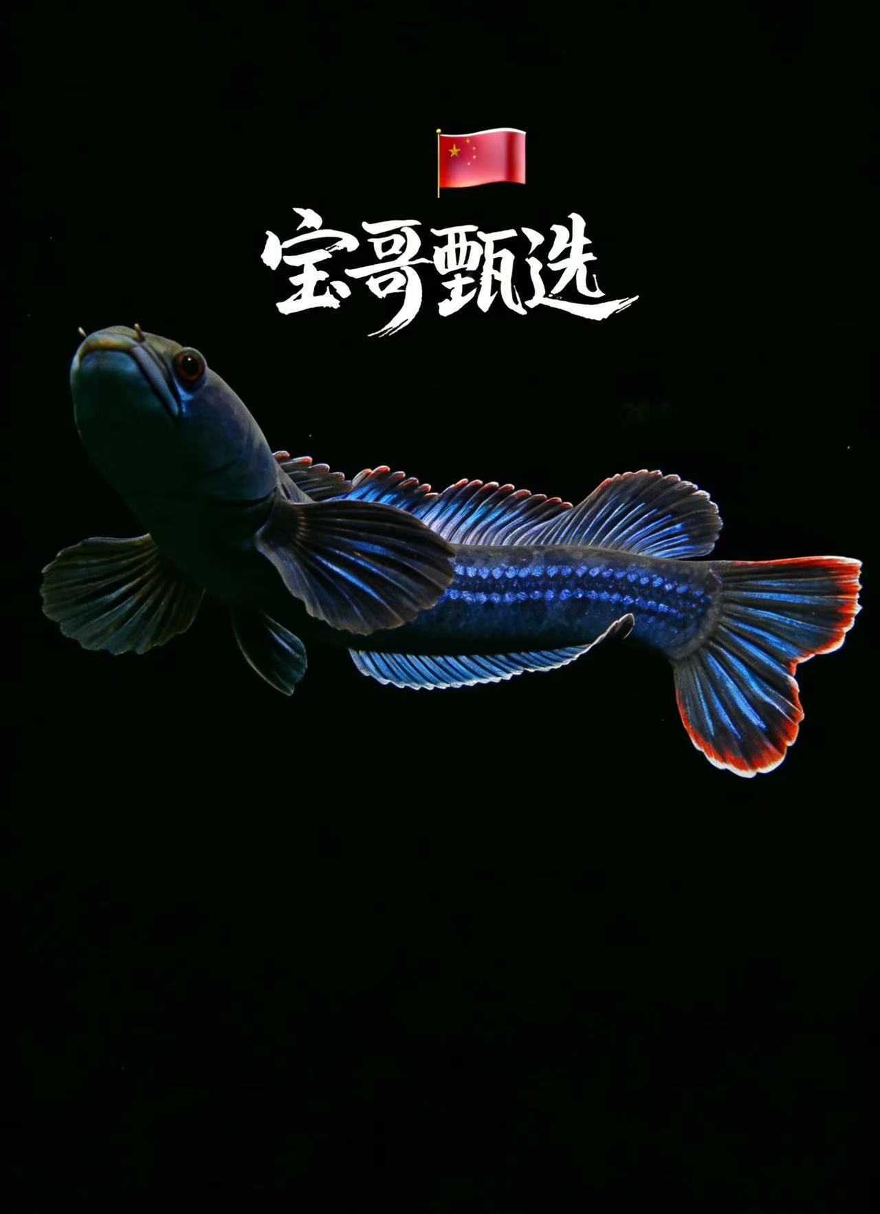 【宝哥甄选雷龙鱼直播补差价链接】