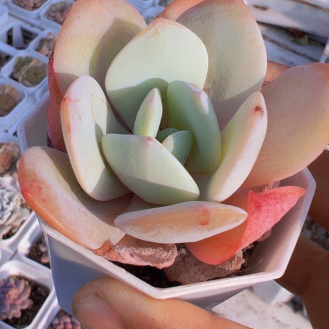 彩茶19包邮多肉植物