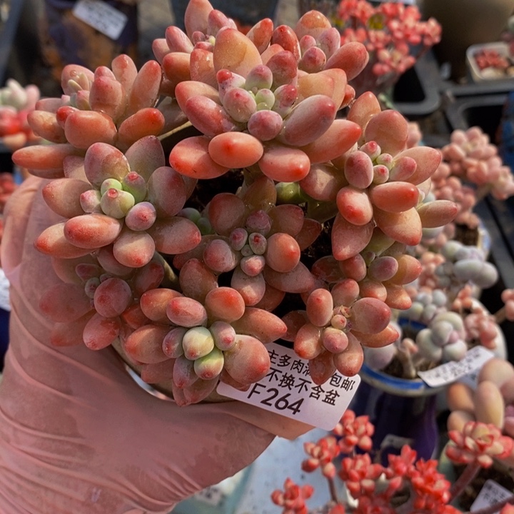 樱花奶散拼10cm264多肉植物