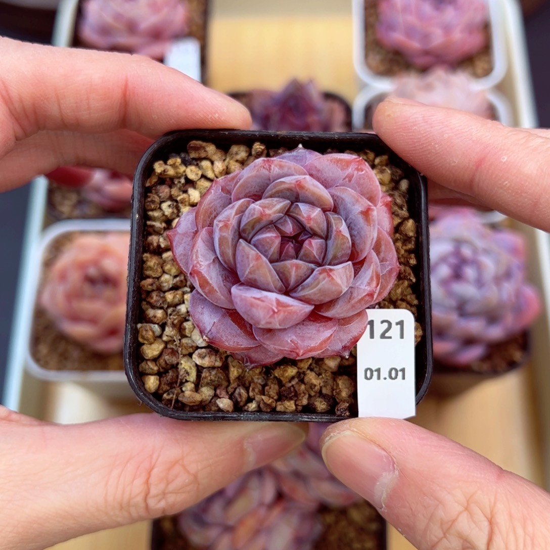 好好看121、哈哈哈哈