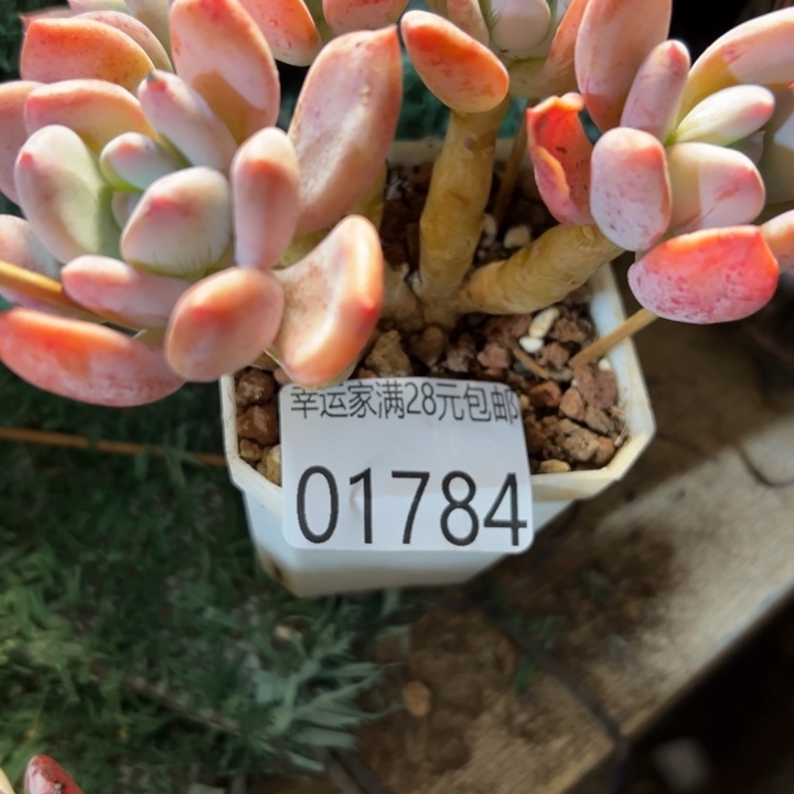 幸运的是我没有遇到过幸运