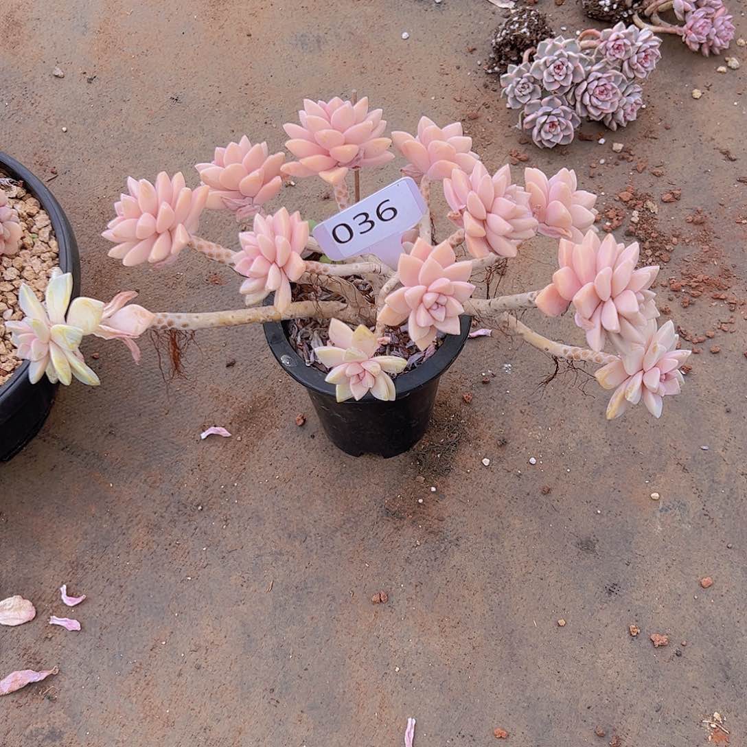 和**睦036淡雪缀22不售后