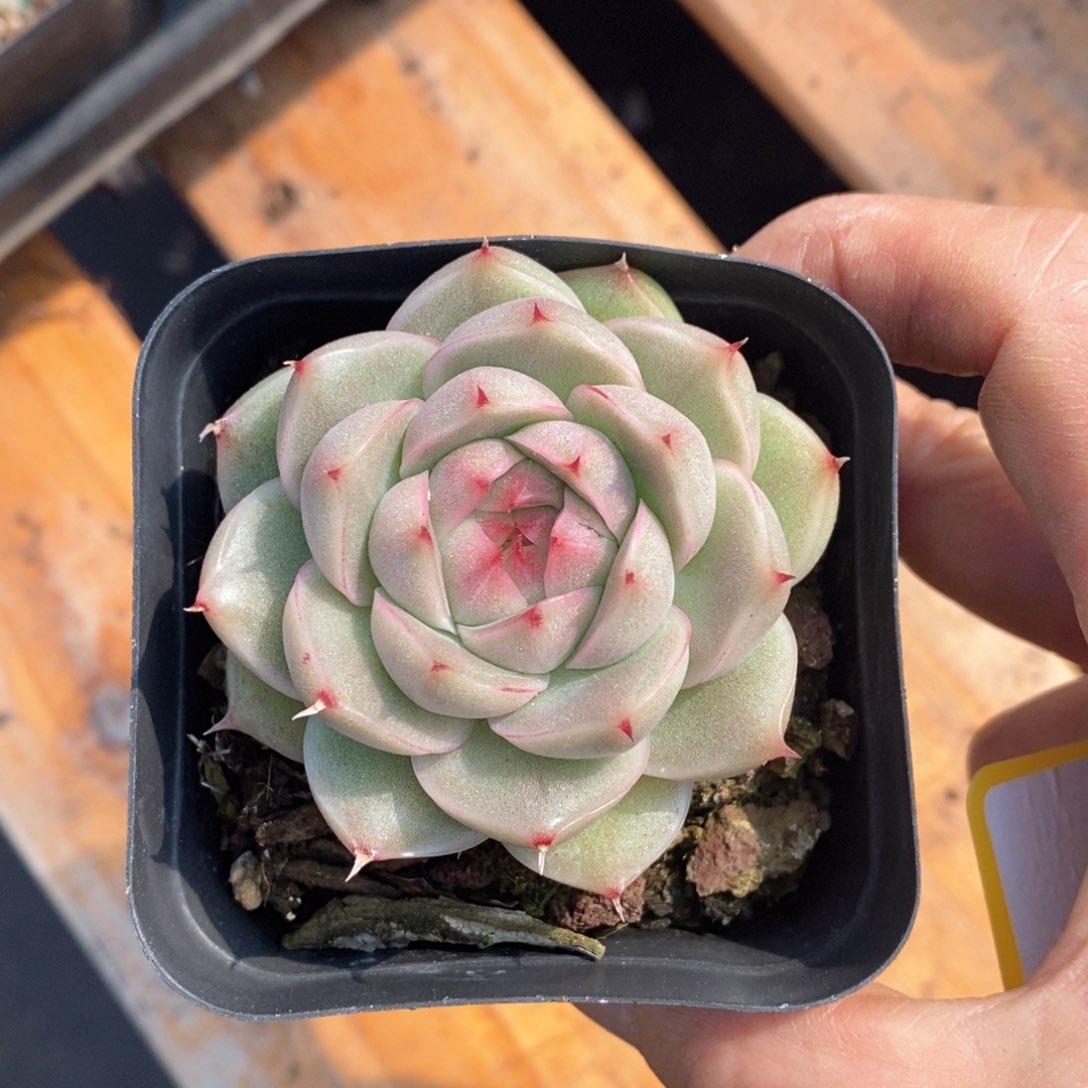 精品多肉一物一拍不包整71