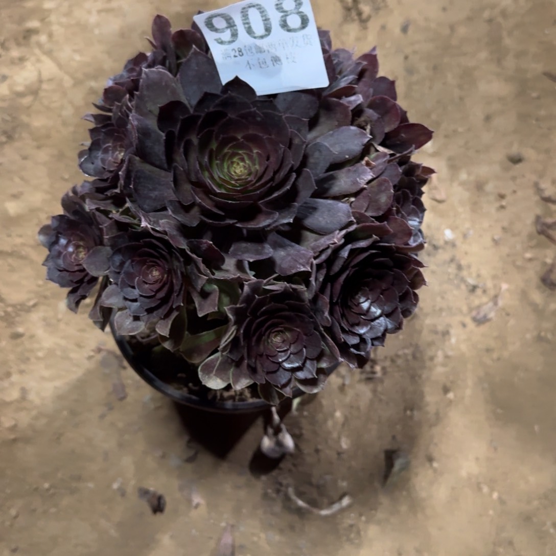 知***乐908号黑魔清棚不包损