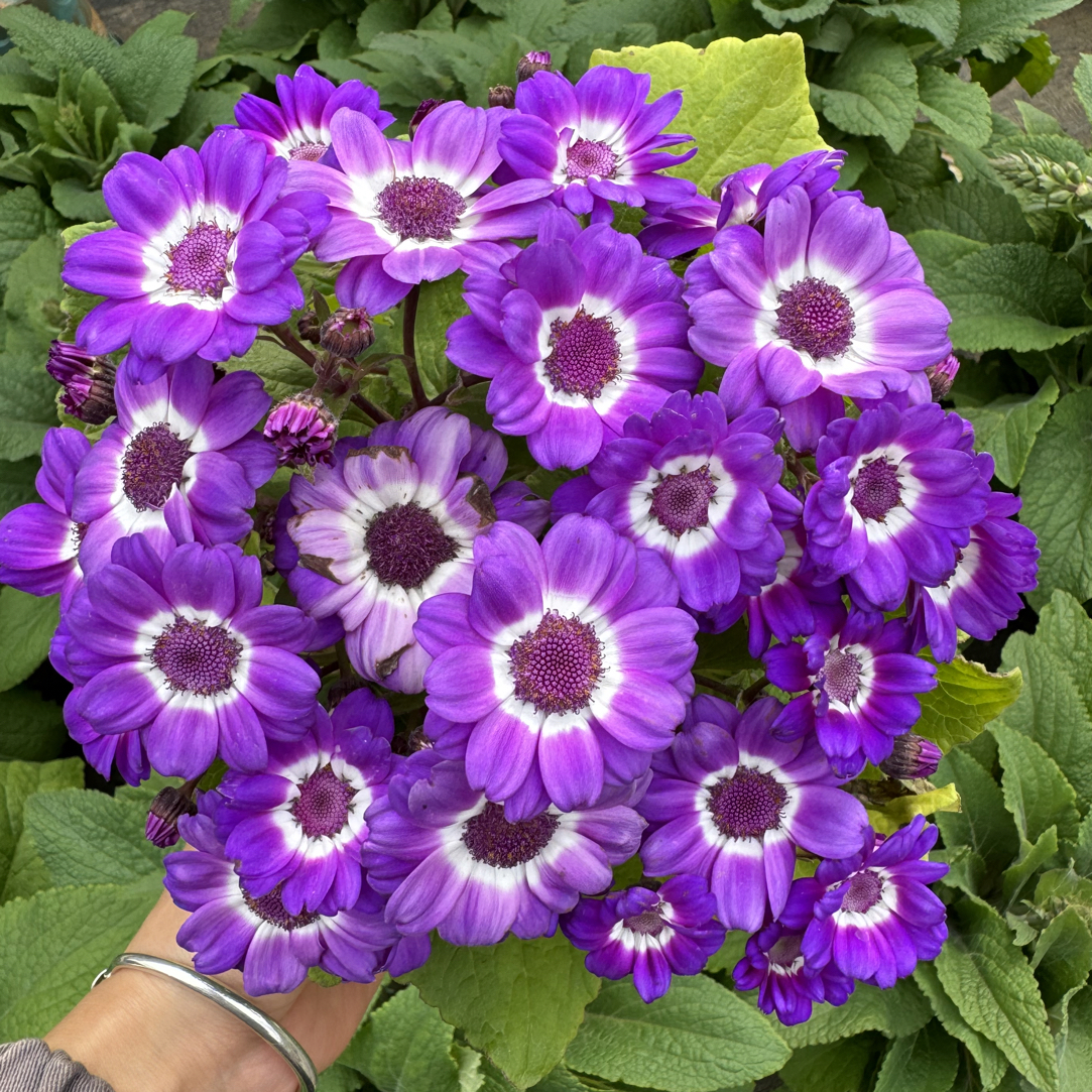 瓜叶菊花盆栽带花发货好养室内花卉四季花阳台观花植物