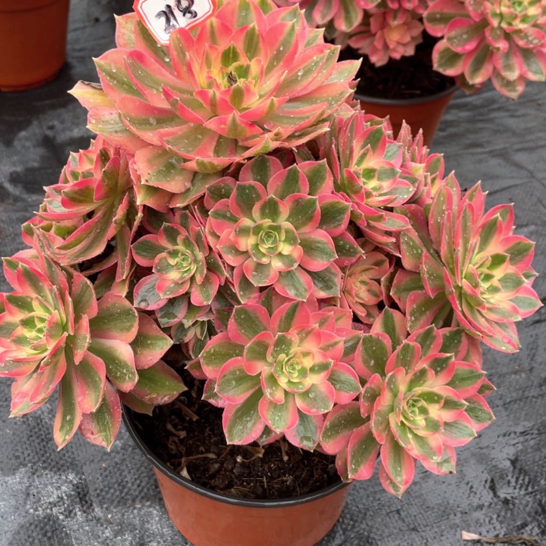 粉女巫老桩手捧218有断枝