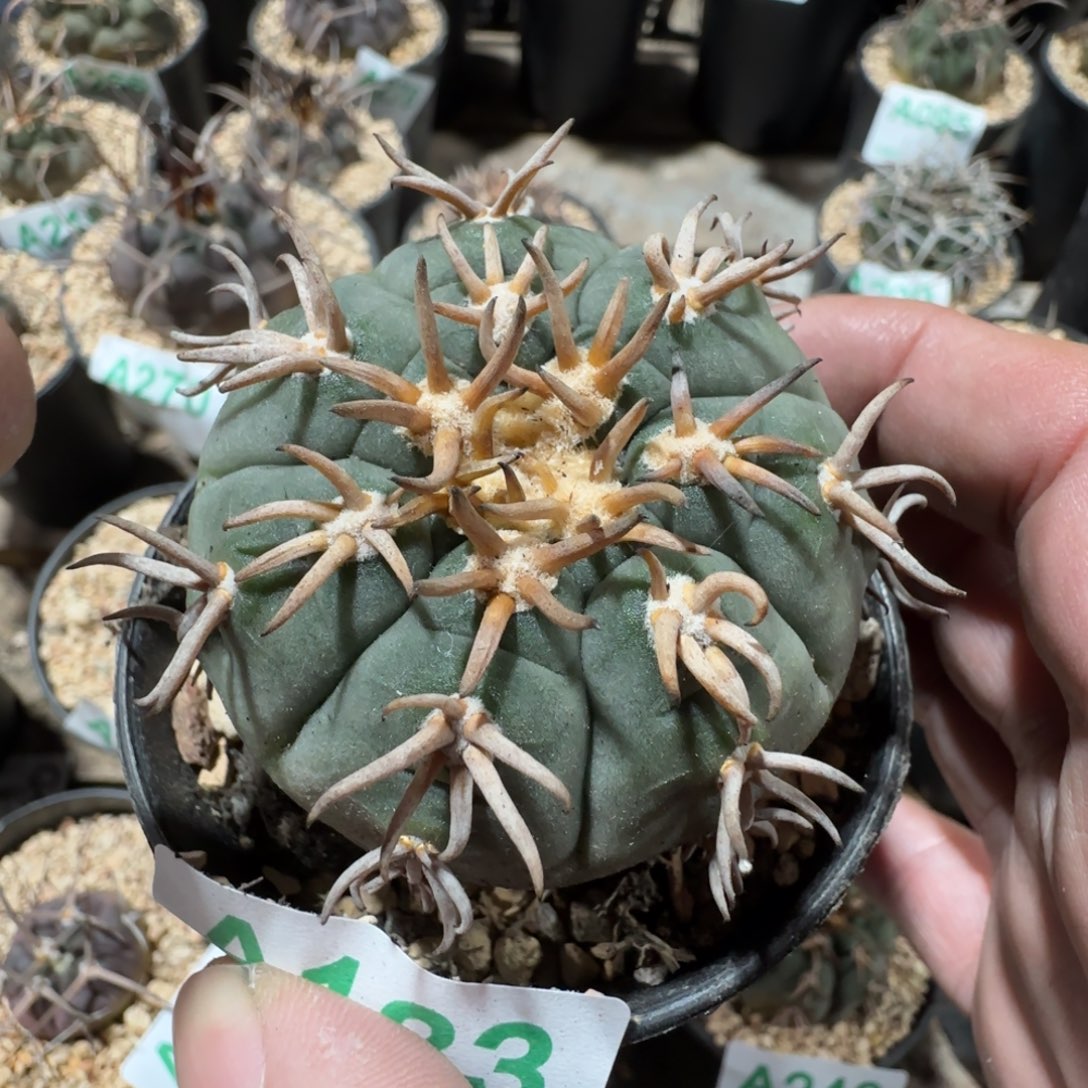 猫爪 实生仙人球133