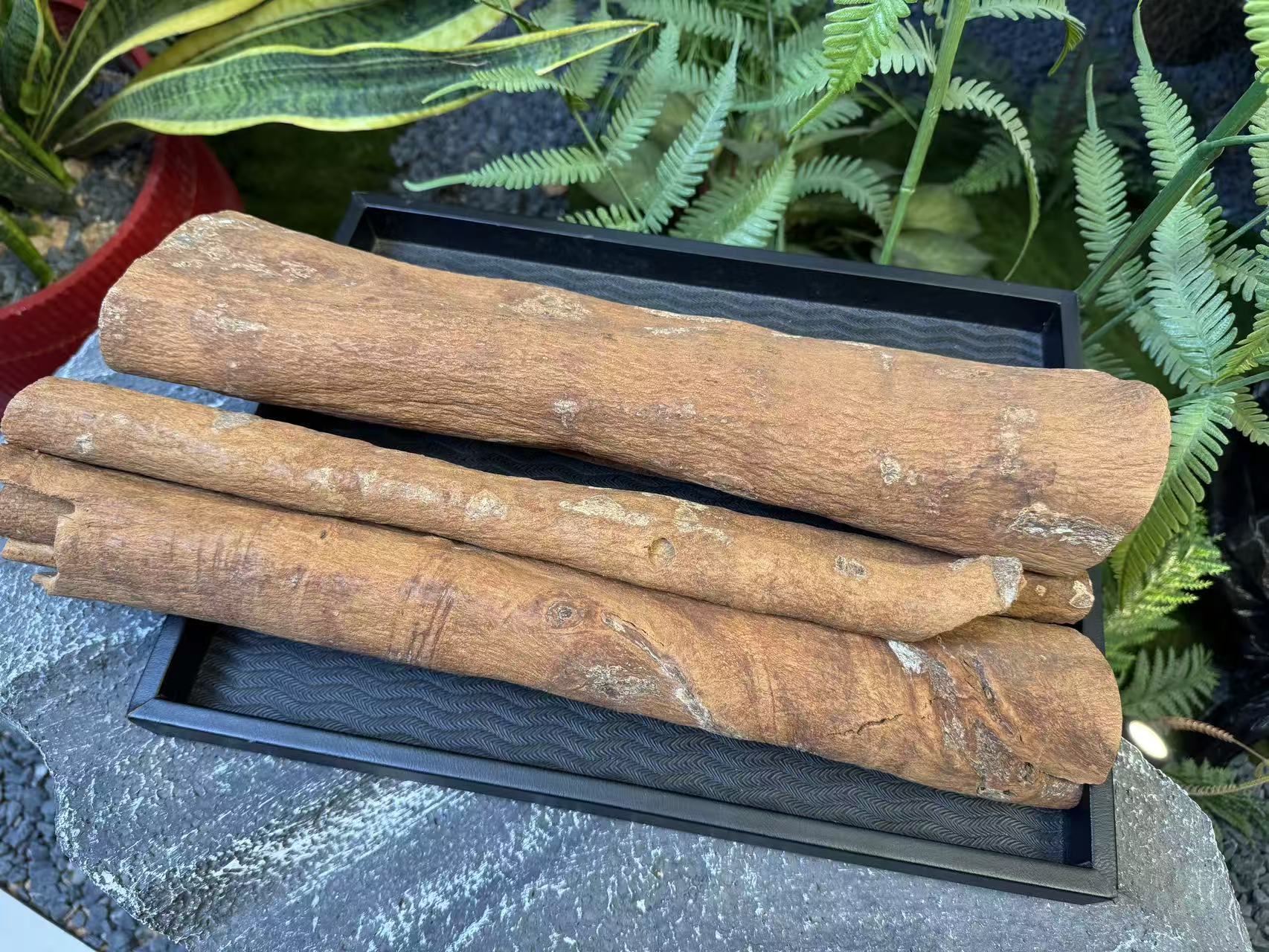 深铭记 肉桂（鱼胶)