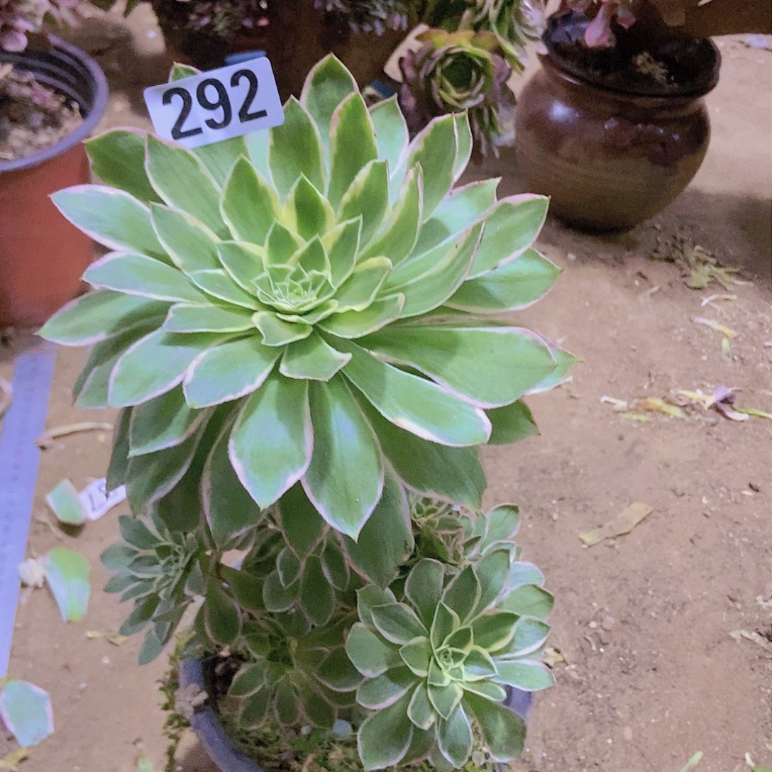 292大叶绿玫瑰锦老庄有断指