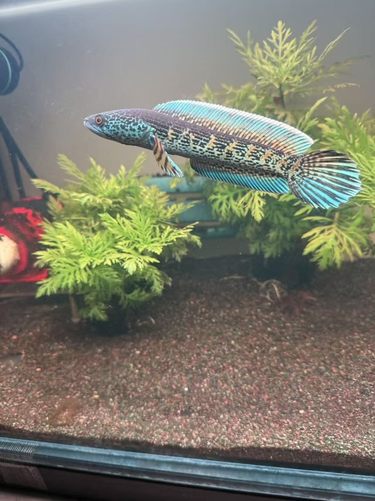 野生黄金眼镜蛇雷龙野生黄金眼镜蛇