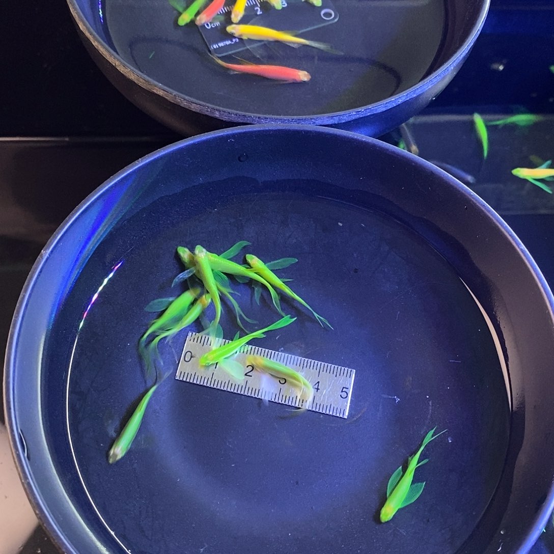 斑马鱼蝶翼斑马翡翠8➕2备损共10个