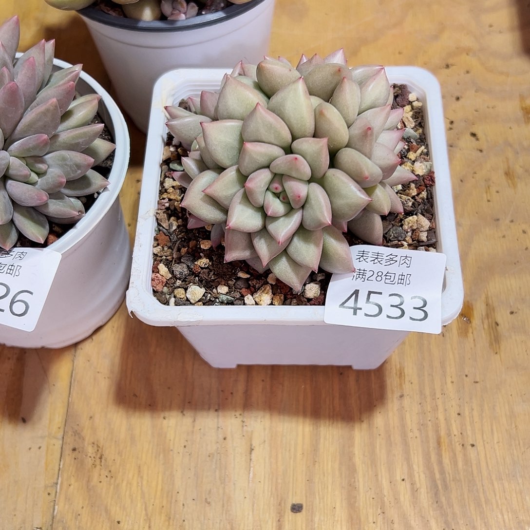 9号爱****山我们的确是一4533