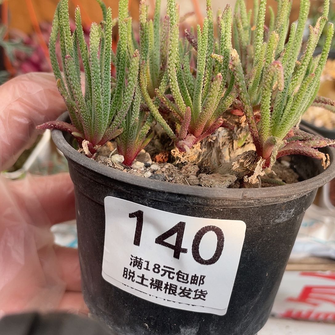 140天赐（叶子损伤）