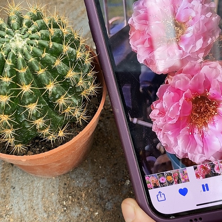 33牡丹仙人球，158900