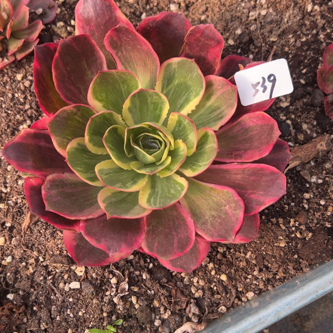 539如意多肉多肉多肉多头