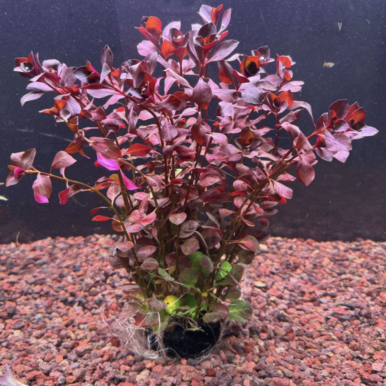 【红玫瑰丁香坨草】拍一发二 鱼缸造景中后景增氧净化水质