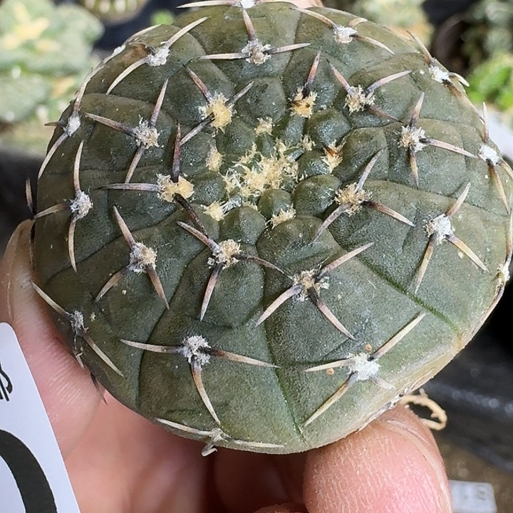 无花朵实生怪龙的360