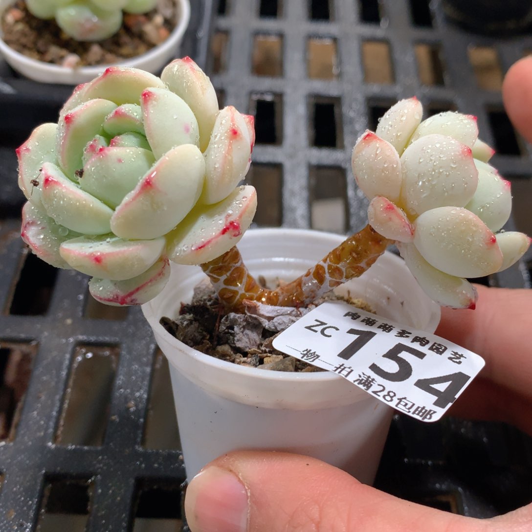 肉萌萌拇指盆精控多肉ZC154