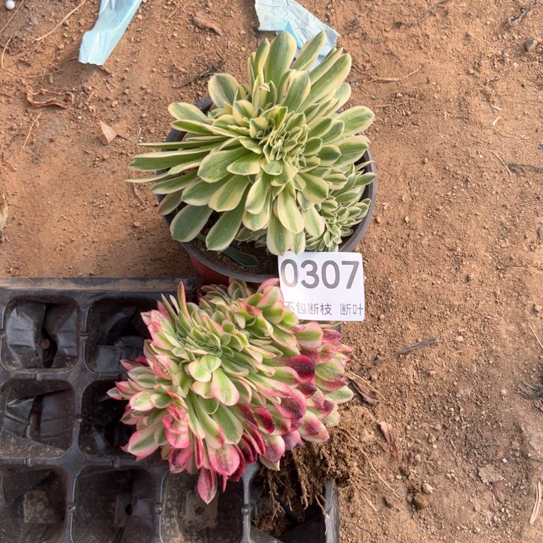 谈**爱2棵缀化，脱土发货