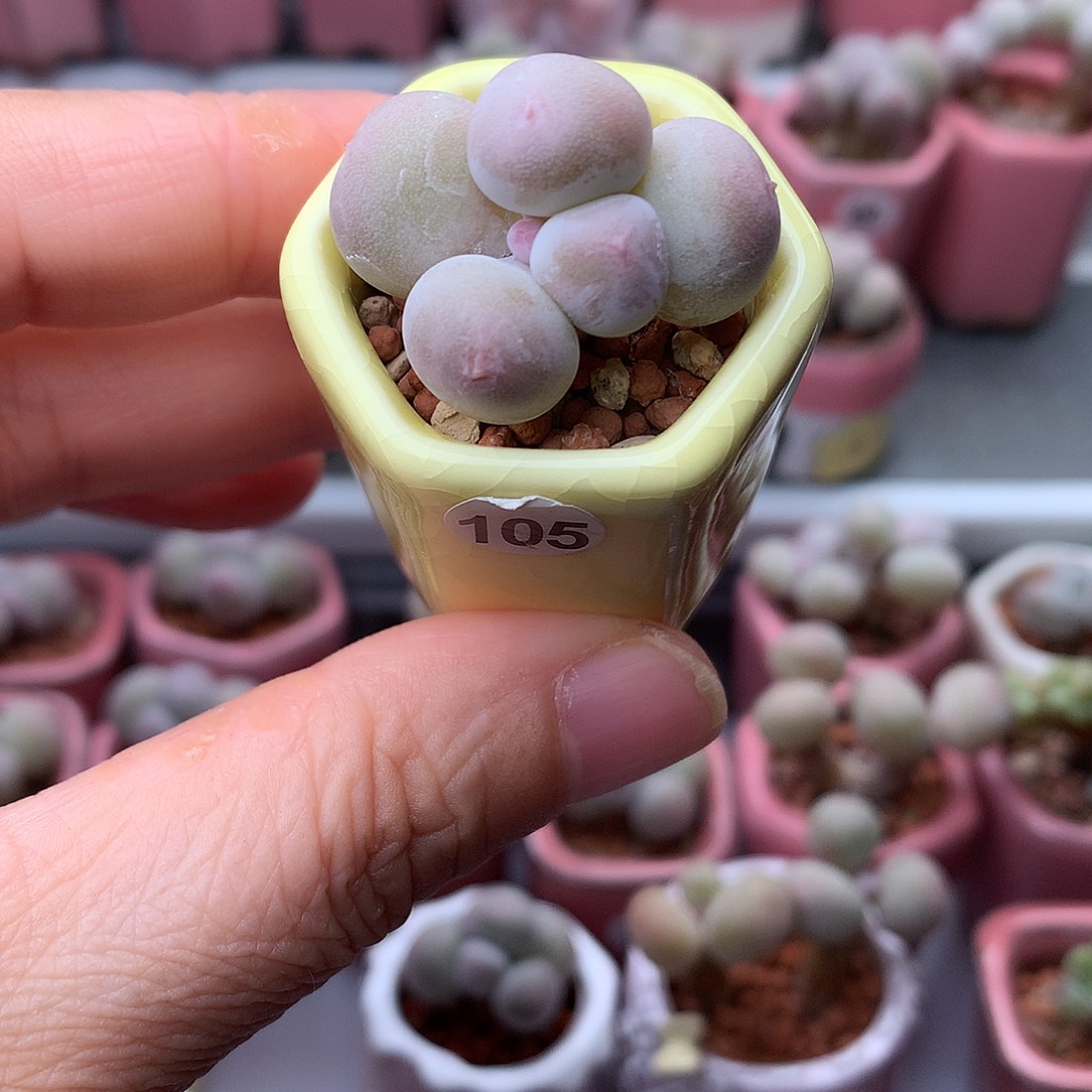 毛***儿米可奶酪带盆发货