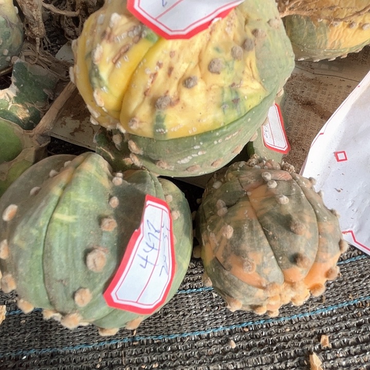 完全开放兜兜兜3