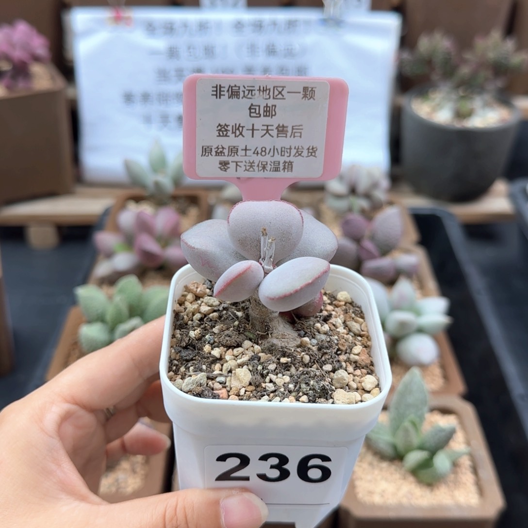 236白肌红蛋多肉植物