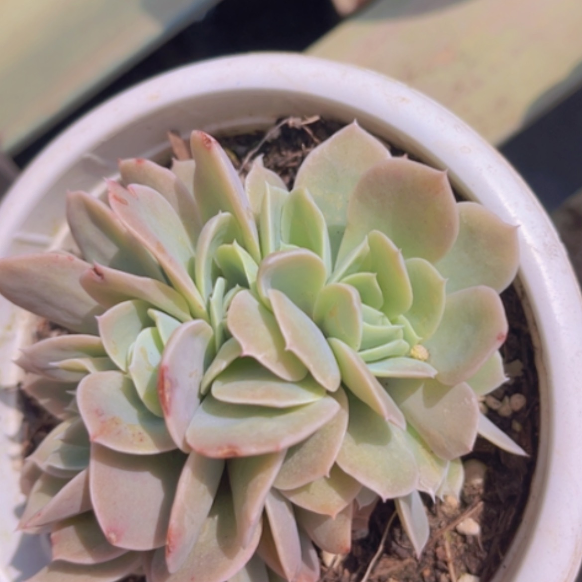 【闪购商品】星纳塔缀0499