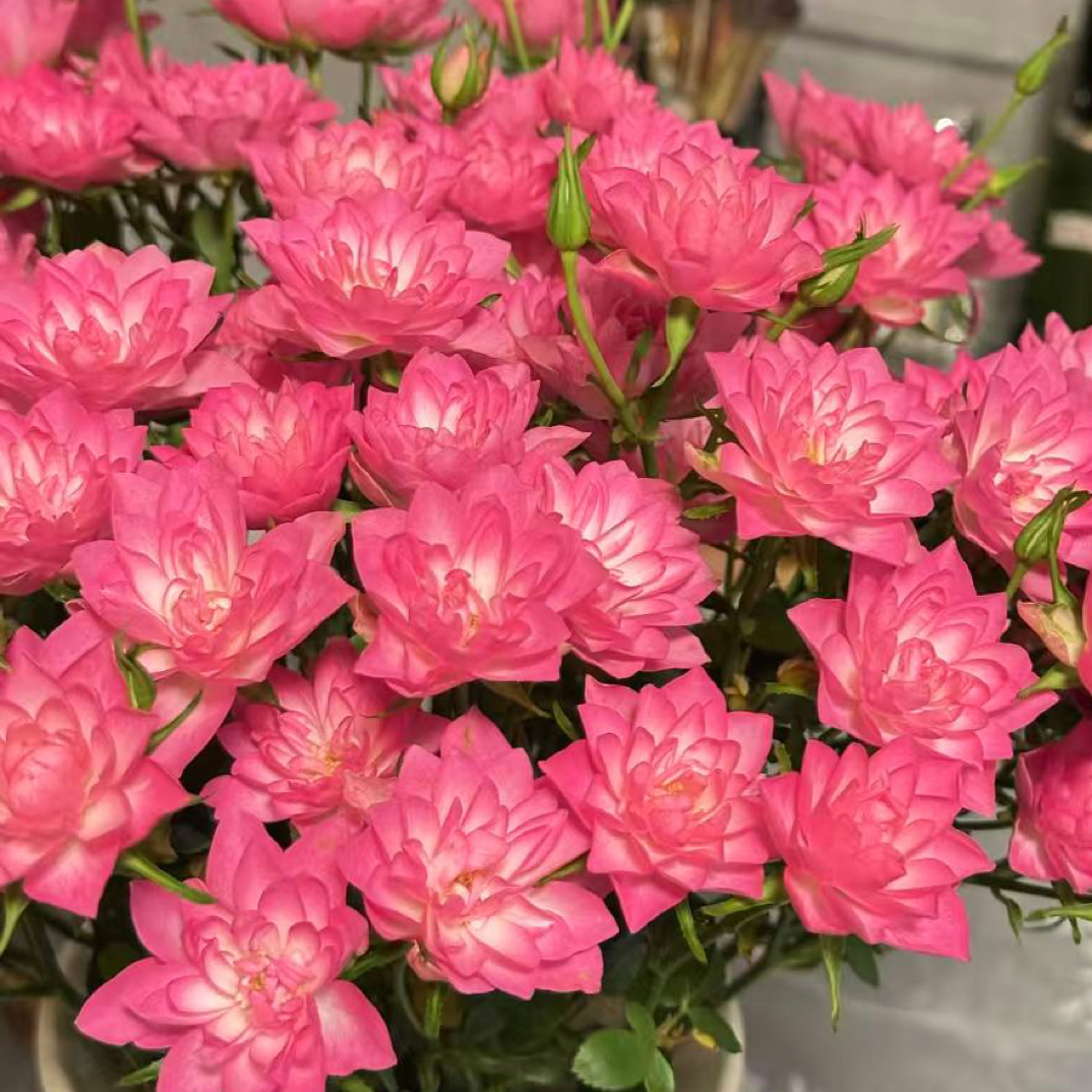 【玫瑰】天河繁星 任拍三单及以上包顺空鲜切花10支装微月家居插花