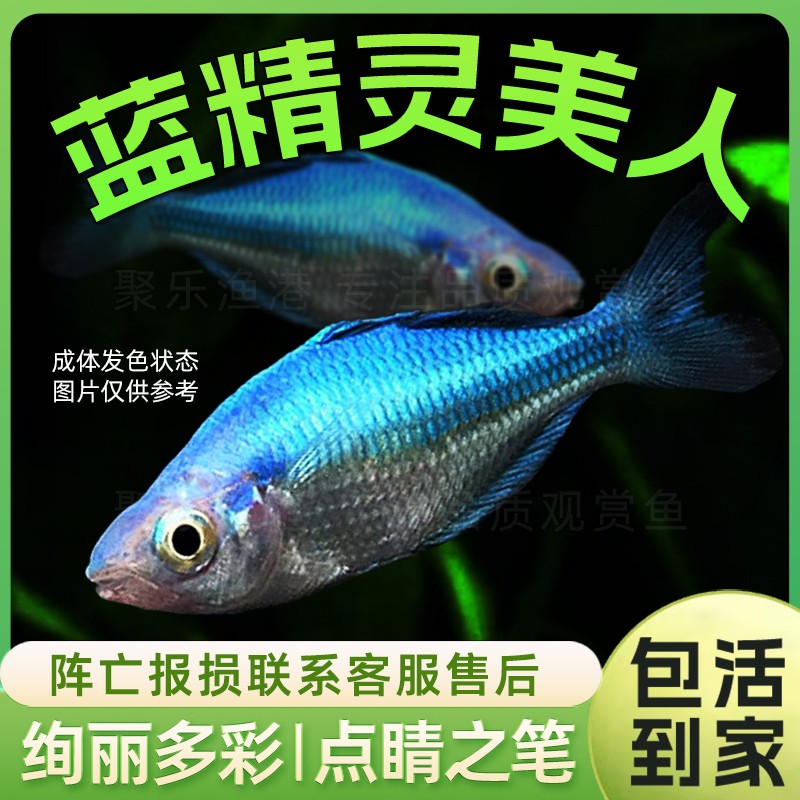 蓝精灵苹果彩虹美人鱼兰美人活体热带观赏淡水活体银汉鱼草缸群游