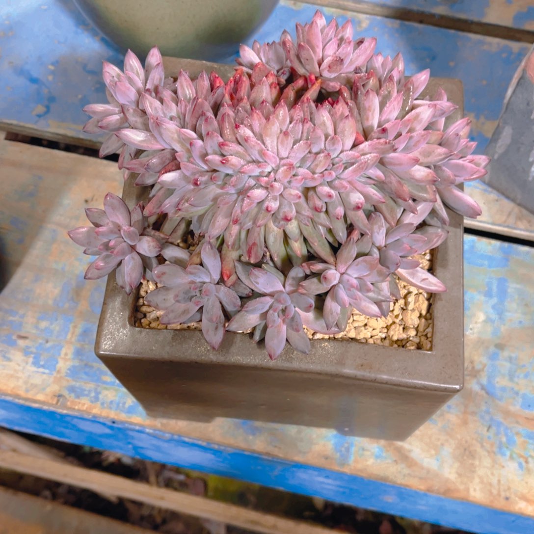 森***＊多肉植物保护研究所所长的