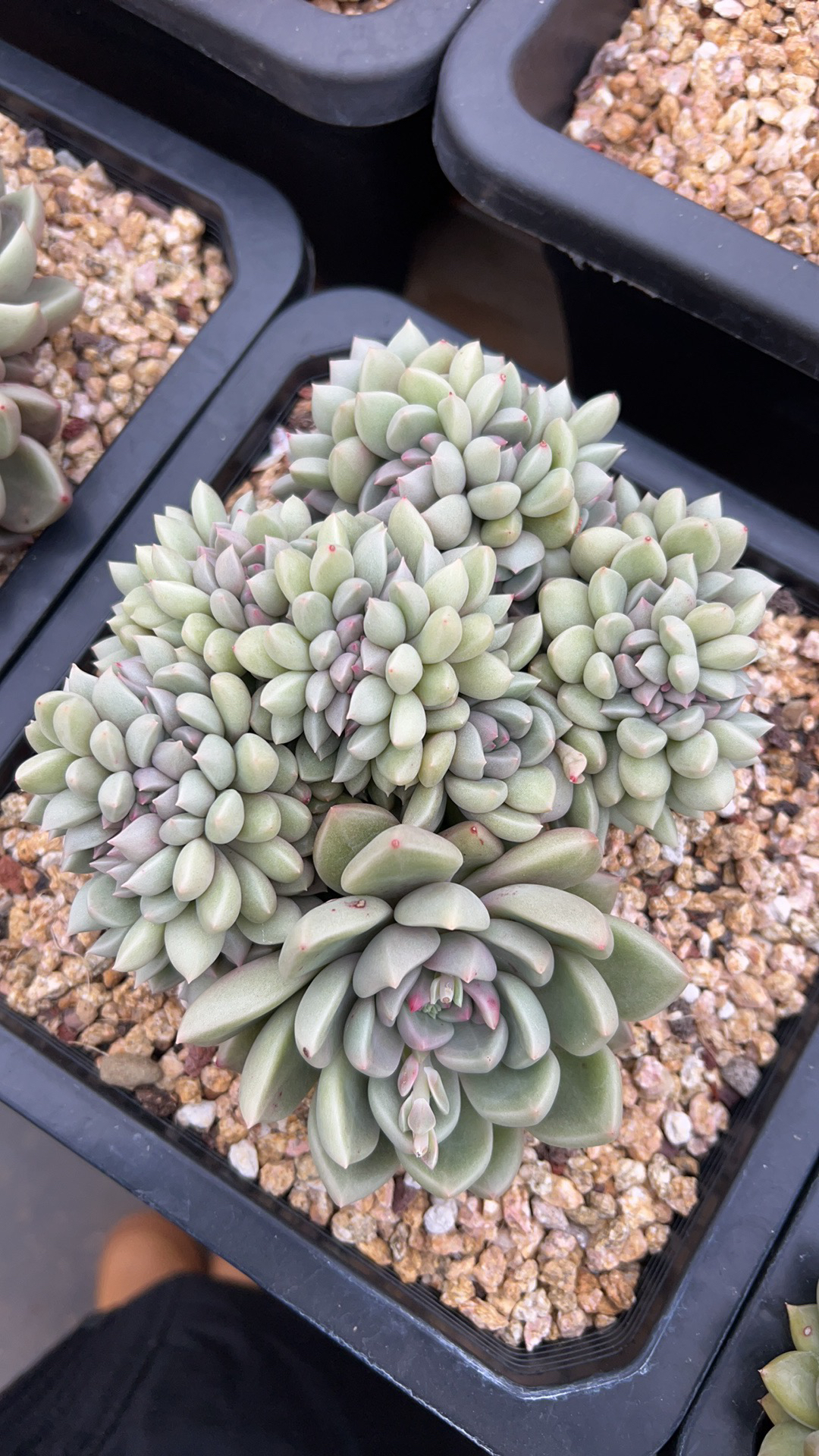 多肉缀化老桩，板子缀化